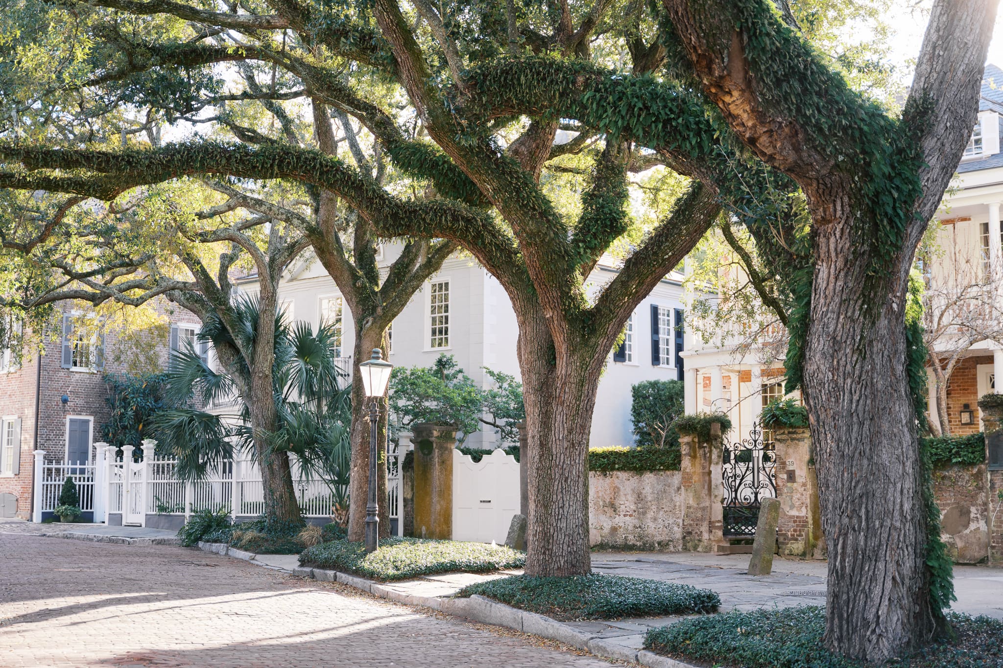Water Street in downtown Charleston draped in mossy trees